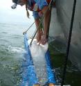 University of Delaware graduate student Danielle Haulsee prepares to tag a sand tiger shark.