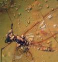 The image shows a mayfly dating from 16 million-years-ago encased in amber. A springtail be seen resting on its back.