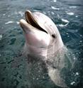 The female dolphin SAY who performed a continuous echolocation tasks for 15 days.