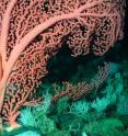 <i>Paragorga arborea</i>, also known as bubblegum coral, is a conspicuous and locally abundant coral species that can grow massive colonies, which can reach up to 8 meters in height and can be hundreds of years old.