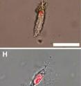 <i>T.rex</i> (B), <i>B. canadensis</i> (E) and ostrich osteocytes (H) showing positive response to propidium iodide, a DNA intercalating dye.