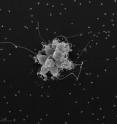 Triggered by the presence of bacteria, the single-celled choanoflagellate <i>Salpingoeca rosetta </i>divides and aggregates with its sisters into a colony. One reason may be that the colony is a more efficient way of capturing food, like a “Death Star” sitting amidst the bacteria and chowing down.