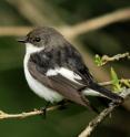 The European pied flycatcher, and later its close relative the collared flycatcher, have long been an important research organism for scientists at many universities. Their nesting (and thereby reproductive success) is rather easy to observe, as they readily inhabit deployed birdhouses. Over the years research from Uppsala university has laid a foundation for understanding many general aspects of ecology and evolution, with multiple doctoral dissertations and acclaimed research reports.