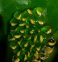 This shows pantless tree frog embryos within the eggs on a leaf surface.  The embryos die within a day if there is no rain to moisten the egg mass.