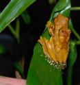 This is the pantless tree frogs, <i>Dendropsophus ebraccatus</i>, in amplexus. The female, underneath the male, is laying eggs in a jelly-like matrix. This species can lay its eggs either in water or out of water.