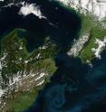 This shows blooms of phytoplankton off the coast of New Zealand in October, 2009, form sea-swirls. This shows blooms of phytoplankton off the coast of New Zealand in October, 2009, form sea-swirls.