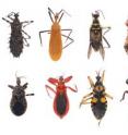 This photo shows a selection of different assassin bugs representing different evolutionary lineages.