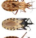 This photo shows a representation of the diversity of blood-feeding kissing bug species in the world.