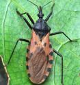 This is a close-up photo of one of the kissing bug species, <i>Triatoma dimidiata</i>, a commonly encountered species in Central America.