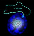 This is a picture of a living cell with fluorescent blue series of DBP gene copies...and stylized cogwheels.