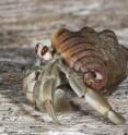 The terrestrial hermit crab <i>Coenobita compressus</i> lives inside a discarded snail shell and forages for plants and carrion along the Pacific coast from Mexico to Peru.