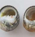 A marine snail shell newly vacated by its gastropod owner (left) and a shell that has been remodeled by a hermit crab.