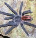 This image shows the "<i>Iridopelma katiae</i>" -- from "<i>campos rupestres</i>" in the top of mountain tables in the state of Bahia, Brazil. This image shows the "<i>Iridopelma katiae</i>" -- from "<i>campos rupestres</i>" in the top of mountain tables in the state of Bahia, Brazil.
