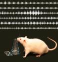Animals learn to fine tune their ability to smell in order to better detect predators and find food, research on rats at the University of Chicago Shows.