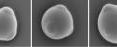 These are electron microscope images of "colloidal atoms," micrometer-sized particles with patches that allow bonding only along particular directions.  From left to right: particle with one patch (analogous to a hydrogen atom), two, three, four (analogous to a carbon atom), five, six, and seven patches.