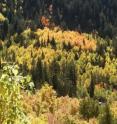 This image shows aspen trees in Utah.