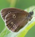 This is a Ringlet butterfly.