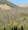 The 2001-2002 drought gave the mountain pine beetle a running start in devastating forests in the southern Rocky Mountains.