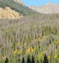 Stands of lodgepole pines attacked by mountain pine beetles suffer varying damage.