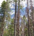 Entire stands of mature lodgepole pines have died as a result of the beetle epidemic.