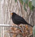 This is a blackbird in a city park.