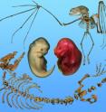 Figure 3 -- A bat and dolphin embryo illustrate the process of forelimb enlargement and hind limb reduction, respectively, in the orders Chiroptera and Cetacea. The fossil record shows that Eocene whales (<i>Ambulocetus natans</i>) still had hind limbs, but the earliest known bats looked much like modern <i>Carollia perspicilata</i>.