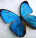 This is one of a series of images that shows the texture on the surface of a butterfly wing. Engineers studied the texture to devise dirt- and water-resistant coatings for devices such as pipes and medical equipment. An electron microscope revealed micrometer-scale features that resemble shingles on a roof, and an even finer nanometer-scale features: parallel grooves on the surface of the shingles.