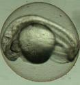 This is a picture of a zebrafish embryo, similar to the ones used in this study.