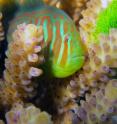The mutualistic fish <i>Gobidon histrio</i> is shown on the coral <i>Acropora nausuta</i>. The coral is in contact with the allelopathic green alga <i>Chlorodesmis fastigiata</i>.
