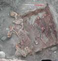 This shows Scythian warrior tombs found in the Altai region of Mongolia.