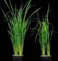 Wild type (left) and xax1 rice plants at five weeks show the dwarfed phenotype of the mutant. Xax1 may be short of stature, but it is long on potential for biofuels thanks to more extractable xylan and increased saccharification.