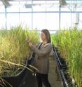 Dawn Chiniquy was part of a research team that identified XAX1 as the first enzyme known to be specific to xylan synthesis in grasses.