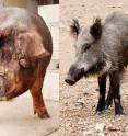 A new analysis of pigs (left) and their ancestor-like cousins, the wild boars, reveals much about their evolutionary history, sensory perceptions and similarity to humans.