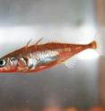 The male, threespined stickleback defends its nest against invaders. Researchers tracked changes in gene activity in its brain after it encountered another male near its nest.