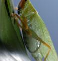 This is a South American bushcricket from which Dr. Montealegre-Z and Professor Daniel Robert discovered a previously unidentified hearing organ which could pave the way for technological advancements in bio-inspired acoustic sensors research.