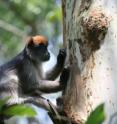 A red colobus monkey prepares to munch on the bark of <i>Eucalyptus grandis</i>, a non-native estrogenic tree in Kibale National Park. Greater consumption of estrogenic plants is linked to altered hormone levels and changes in behavior, according to a new UC Berkeley-led study.