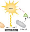 Engineered bacteria can be used to demonstrate the conditions where programmed cell death becomes a distinct advantage for the survival of the bacterial population.