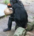 One female bonobo rests her hand on another’s shoulder.