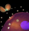 Nanostructures called BRIGHTs seek out biomarkers on cells and then beam brightly to reveal their locations. In the tiny gap between the gold skin and the gold core of the cleaved BRIGHT (visible to the upper left), there is an electromagnetic hot spot that lights up the reporter molecules trapped there.