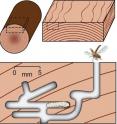 A new technique is the first of its kind to use printed art as a "trace fossil" to precisely date insect species and to identify their geographical locations. Blair Hedges, a professor of biology at Penn State University, developed the technique and used it to examine art printed from woodblocks spanning five centuries. He then identified the species responsible for making the ever-present wormholes in European printed art since the Renaissance. These diagrams show the position of a typical woodblock in a hardwood tree, tunneling by a worm-like beetle larva, and an adult beetle emerging through a "wormhole."