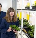 Dr Fernando Geu-Flores and Dr Sarah O'Connor in a controlled environment room with periwinkle plants.