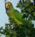 Balsby TJS, Momberg JV, Dabelsteen T (2012) Vocal Imitation in Parrots Allows Addressing of Specific Individuals in a Dynamic Communication Network. <I>PLoS ONE </I>7(11): e49747. doi:10.1371/journal.pone.0049747