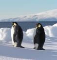These are emperor penguins near the sea.