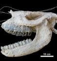 Citation: Antoine P-O, Orliac MJ, Atici G, Ulusoy I, Sen E, et al. (2012) A Rhinocerotid Skull Cooked-to-Death in a 9.2 Ma-Old Ignimbrite Flow of Turkey. <i>PLoS ONE </i>7(11): e49997. doi:10.1371/journal.pone.0049997