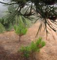 Droplets caused by fog collect on the needles of this Bishop pine tree on Santa Cruz Island.