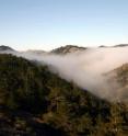 Fog rolls in through a valley on Santa Cruz Island, reaching a forest of Bishop pine trees.