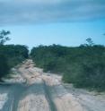 This is an unpaved road in restinga habitats, home of most reptile species in the Lençóis Maranhenses National Park, Maranhão, northeastern Brazil.