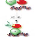 When PARP1 and NAD+ are on the scene, they alter the state of the chromatin-remodeling enzyme and suspected oncogene <i>ALC1</i> from dormant to active.