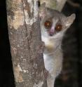 The grey mouse lemur (<i>Microcebus murinus</i>) is able to recognize paternal relatives via vocalizations.