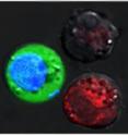 After the laser pulse, red-stained cells show evidence of massive damage from exploding nanobubbles, while blue-stained cells remained intact, but with green fluorescent dye pulled in from the outside.